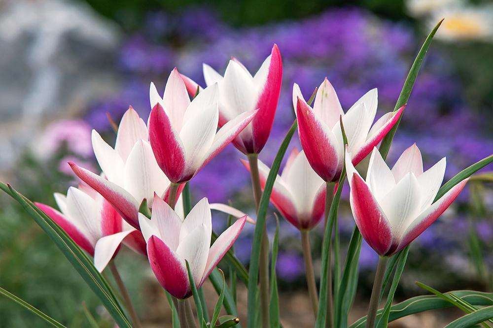 Botanisk Tulpan 'Peppermintstick'